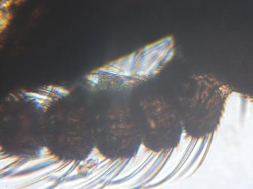 Atrichopogon sp.